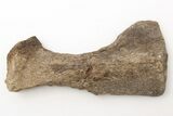 Fossil Mosasaur (Clidastes) Ischium Bone - Kansas #197614-1